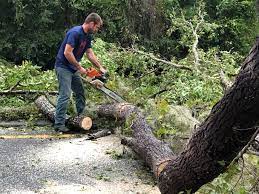 Best Tree Maintenance Programs  in Beverly, OH